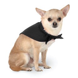 Rebel without a bone, triangle shaped, tie on dog / pet bandana