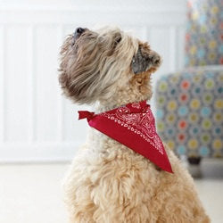 Bed Hog triangular tie on dog / pet bandana