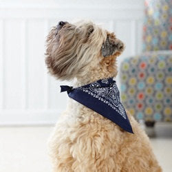 Drool Sergeant tie on dog / pet bandana